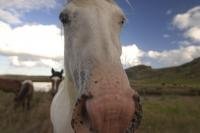 A cute white horse takes a closer look at the camera during a photo shoot in Spirits Bay in Northland, at the top of the North Island of New Zealand.