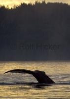 A beautiful sunset reflects on the water as a Humpback Whale lifts its tail fluke for a deep dive in BC, Canada.
