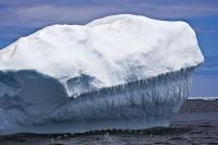 By booking an iceberg watching tour out into Iceberg Alley on the Atlantic Ocean off the coast of Newfoundland, visitors get to see these beautiful and ancient mountains of ice, and receive fun facts and information from on board interpreters.