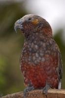 An endemic bird to New Zealand, the Kaka dwells mostly in the depths of the forest throughout the country.