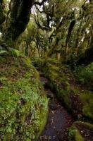 Mountain rainforest and lush mosses fringe the Kapuni Loop Track in the Egmont National Park of New Zealand.