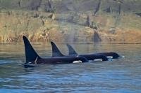 Killer Whale Picture, Orcinus Orca off Vancouver Island in Western Canada.