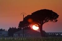 The sun is a large bright yellow ball of fire as it blazes in the sky before setting on another day over a vineyard and an umbrella tree near the village of Aigues Mortes along the Bouches du Rhone in picturesque Provence, France.