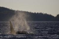 Lingering above an Orca who has surfaced in the waters off Northern Vancouver Island in British Columbia, is the mist from its blowhole.
