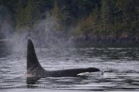 A lonely male Orca shows off his majestic dorsal fin and his sleek black backside in the waters off Northern Vancouver Island in British Columbia, Canada.