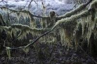 Trees and plants are covered by moss in the rainforests of the Olympic Peninsula in Washington, USA.