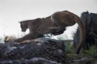 An action picture of a mountain lion leaping on rocky terrain on Vancouver Island, British Columbia, Canada.