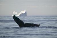 Photo of a Humpback Whale diving in front of an Iceberg off the Viking Trail on a whale watching tour