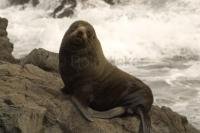 Fur Seal at Cape Palliser