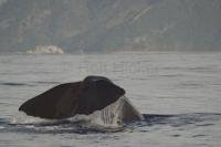 Kaikoura in New Zealand is a popular vacation destination for taking sperm whale watching tours either by boat or plane.