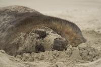 This funny Hooker Sea Lion was rolling about on the beach in the South Island of New Zealand and ended up with a sandy face mask.