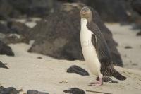 The Yellow Eyed Penguin is a flightless bird which can be seen on the Otago Peninsula in New Zealand near Dunedin at a reservation for the birds.