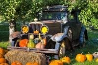 A variety of squashes in all shapes and sizes adorns an old car which is situated in the orchard at a produce stall in the small town of Keremeos, Okanagan, BC, Canada during autumn.