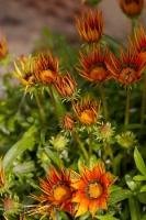 Lovely Oliva flowers known as the Fiesta Red Gazania in Valencia, Spain in Europe.