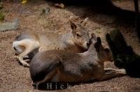 Two Patagonian Cavy Mara photographed at the Auckland Zoo on the North island of New Zealand.