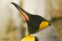 Penguin Photograph of a King Penguin at the Biodome in Montreal