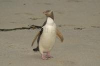 Photos of Penguins on the Otago Peninsula of New Zealand