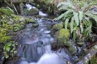 A picture of a rainforest stream in the Queets River Area on the Olympic Peninsula of Washington in the USA.