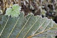 Two frosted leaves in the rainforest of the Olympic National Park of Washington, USA.