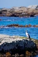The pied shag enjoys his viewpoint from this rock on the Kaikoura Peninsula on the South Island of New Zealand.