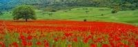 Panorama photo of Italian landscape with a single tree surrounded by a red poppy field in Apulia, Italy.