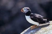 The Atlantic Puffin is a small seabird which is the only puffin species found on the Atlantic Coast such as this one in Newfoundland, Canada.
