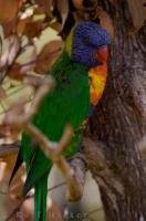 The Rainbow Lorikeet at the Auckland Zoo in New Zealand stands tall showing off his stunning colors.