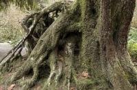 The mattered roots of a tree in the Hoh Rainforest in the Olympic National Park of Washington, USA.
