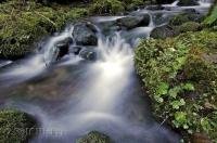 One of the sparkling fresh rivers in the lush rainforest of the Queets River Area in the Olympic National Park of Washington.