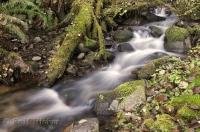 A stream rushes over rocks and through dense rainforest on the Olympic Peninsula of Washington, USA. 