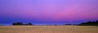 Panorama photo of a colorful moon rise above a wheat field in the prairie of Saskatchewan, Canada.