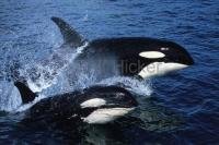 Killer Whales surfing behind a whale watching boat in Johnstone Strait of Vancouver Island, Sea Animals in British Columbia, Canada