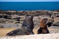 Two New Zealand Sea Lions sun themselves on the beach at Waipapa Point in the Catlins along the Southern Scenic Route on the east coast of the South Island in New Zealand. These marine mammals breed and live around the coastlines of New Zealand.