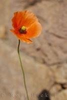 A single red poppy grows tall and strong near Bozen, South Tyrol in Italy, Europe.