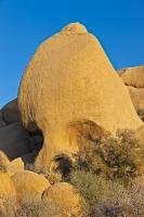 A rock in the shape of a skull partially obscured by surrounding bushes, Skull Rock is a popular tourist spot situated in Joshua Tree National Park.