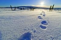 Lonely footprints in fresh winter snow in the canadian arctic of the Yukon Territory in northern Canada.