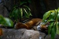 The Sumatran Tiger is a beautiful member of the cat family with this particular one residing at the Auckland Zoo on the North Island of New Zealand.