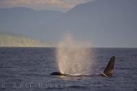 A Northern Resident Killer Whale traveling off Northern Vancouver Island, has the remains of the sunlight glistening through the mist appearing from his blowhole.