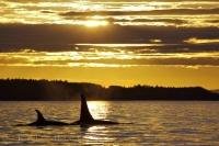 The sky glows in yellow hues at sunset as two Orca leisurely swim by in the waters off Northern Vancouver Island in British Columbia, Canada.