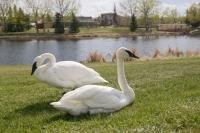 Magnificent Birds, white Trumpeter Swans sitting along a Lake shore