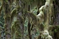 The moss covered trees in the temperate Hoh Rainforest in the Olympic National Park of Washington, USA.