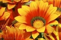 The Terracota Gazania is a flower with many varieties of colours and combinations.