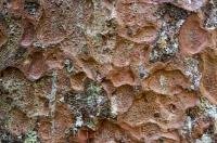 A detailed picture of the bark of the Kauri Tree along the Kauri Walks in Waipoua Forest in New Zealand.