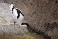 This long legged black and white bird is just one species at the L Oceanografic in Valencia, Spain in Europe.