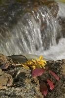 Yellow and red leaves of autumn rest on a rock near a small cascade on Vancouver Island, British Columbia, Canada.