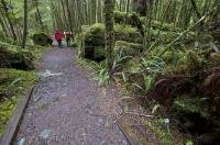 The maintained hiking track between the trailhead and San Josef Bay on Vancouver Island, BC, Canada.