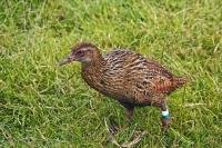 A Weka bird wanders through the long green grass in the Marlborough Sounds on the South Island of New Zealand.