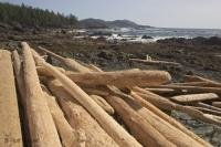 Especially on the West Coast of Northern Vancouver Island you may find lots of drift wood.