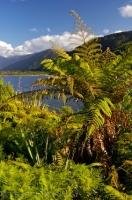 Encompassing Lake Moeraki in Westland on the South Island of New Zealand, is the beautiful green flora which adorns the wilderness landscape.