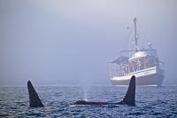 Photo of a Killer Whale Watching Boat, the Gikumi off North Vancouver Island in British Columbia, Canada.